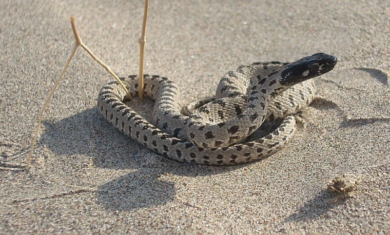 Гюрза Vipera lebetina