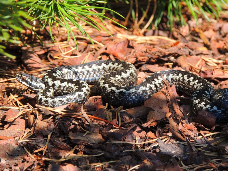 Кустарниковая гадюка (Atheris