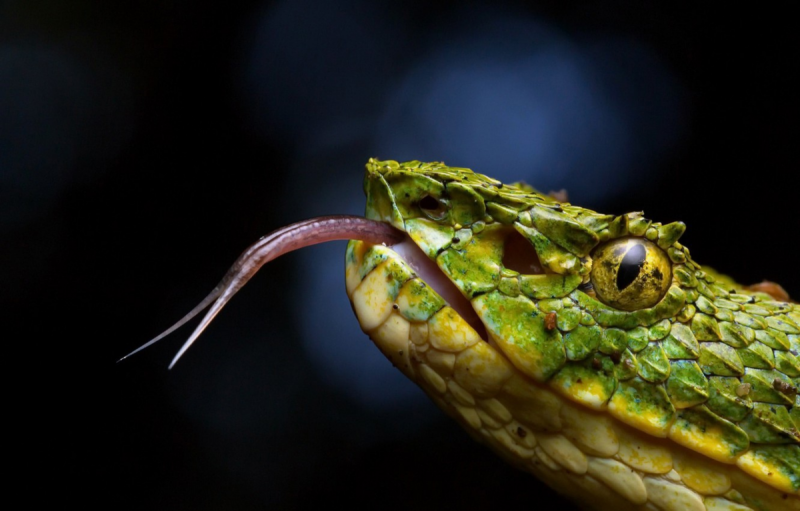 Степная гадюка (Vipera Renardi)