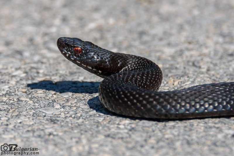 Thamnophis sirtalis синий