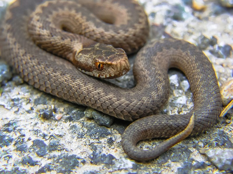 Гюрза Vipera lebetina