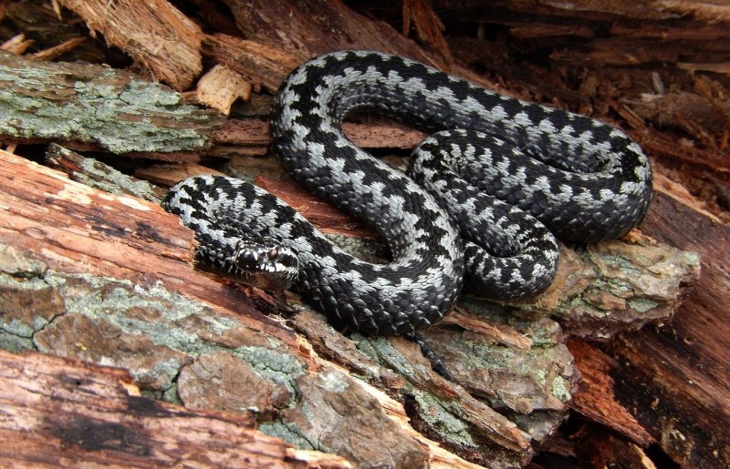 Степная гадюка (Vipera Ursini Bonaparte, 1835)