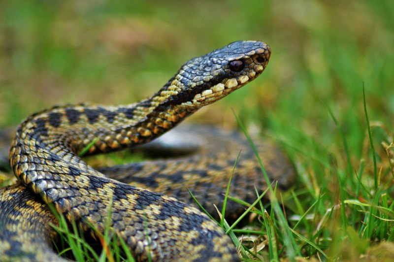 Водяной уж (Natrix tessellata)