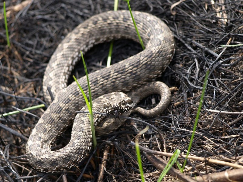 Кустарниковая гадюка (Atheris