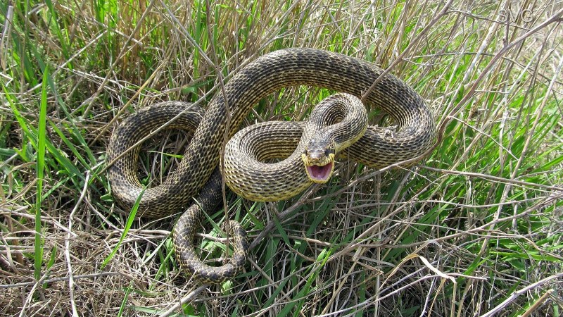 Гадюка армянская (Vipera xanthina)