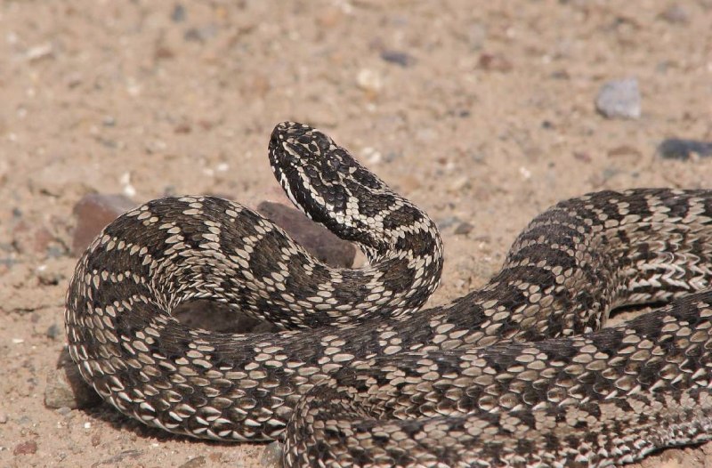 Vipera berus гадюка