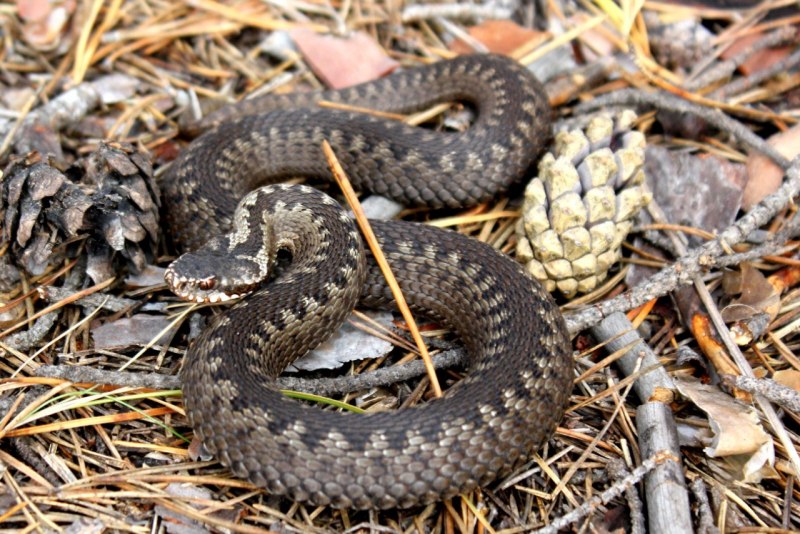 Степная гадюка (Vipera Renardi)