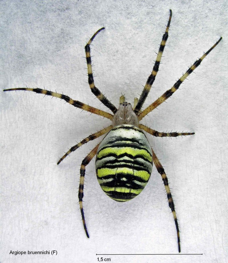 Argiope bruennichi паук