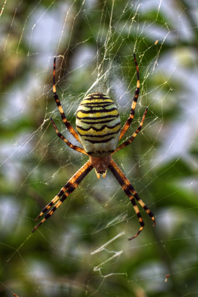 Аргиопа Брюнниха (Argiope bruennichi)