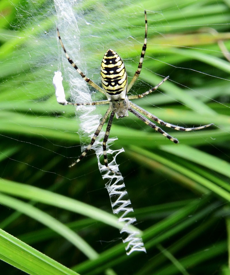 Аргиопа Брюнниха (Argiope bruennichi)