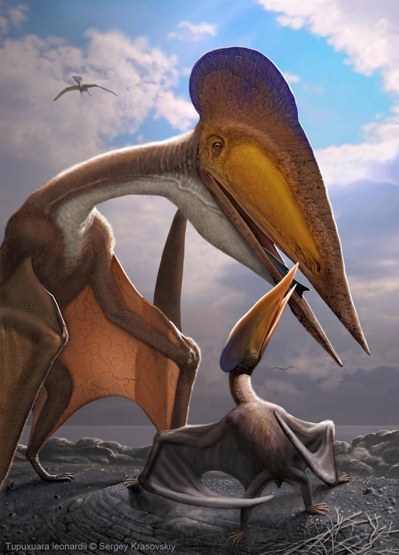 Beipiaopterus chenianus