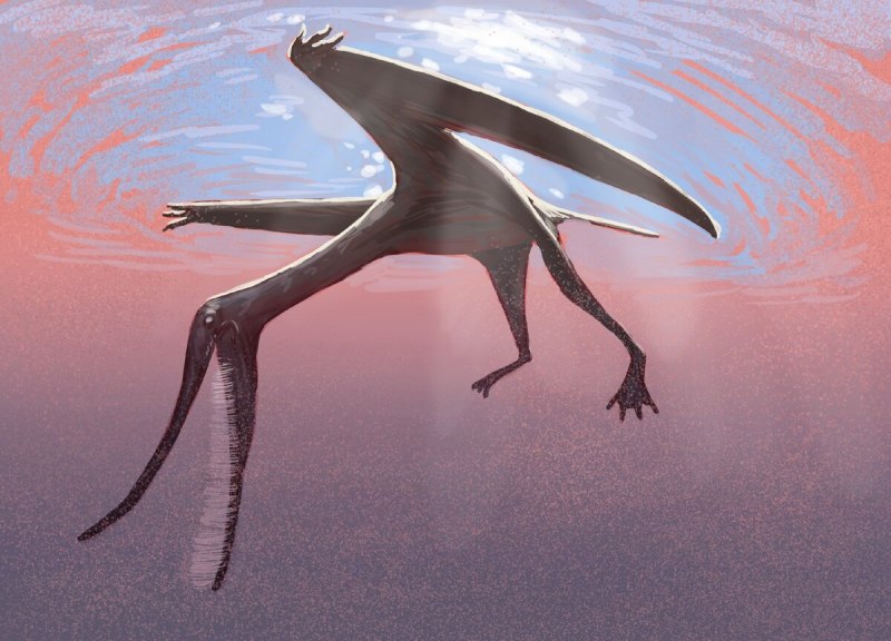 Pterodaustro guinazui