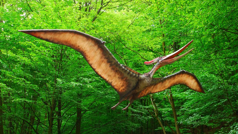 Phyllopteryx dewysea