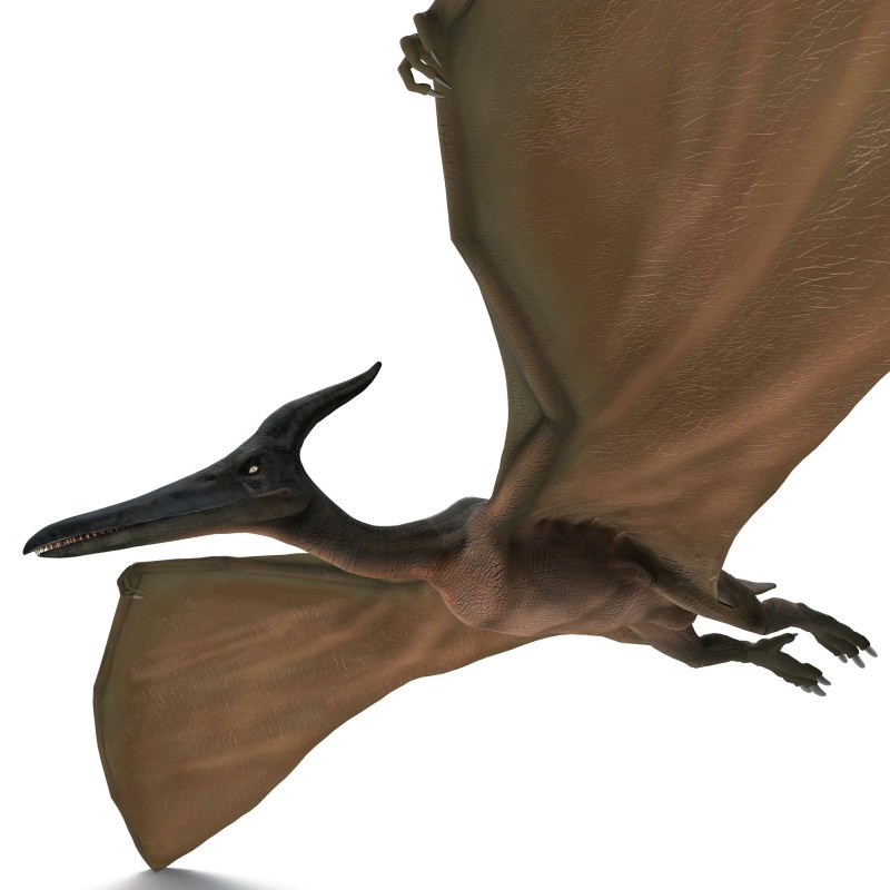 Jeholopterus ninchengensis