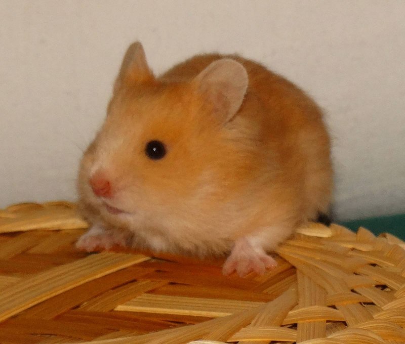 Сирийский хомяк золотистый