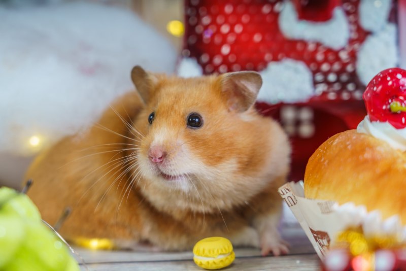 Голландские хомяки большие