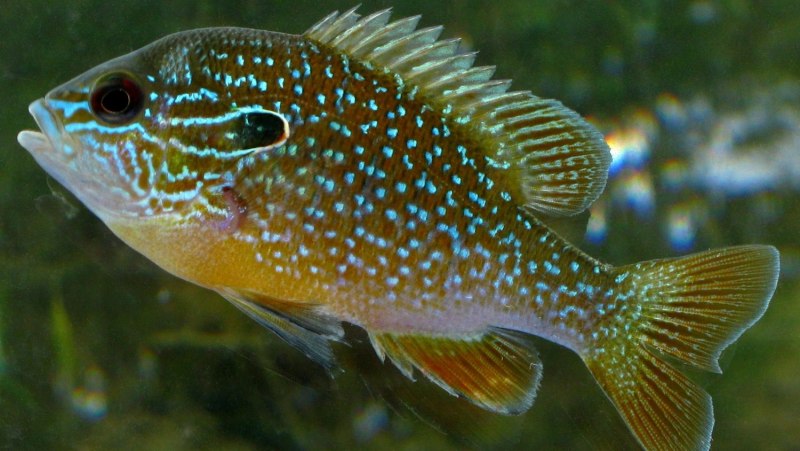 Lepomis megalotis