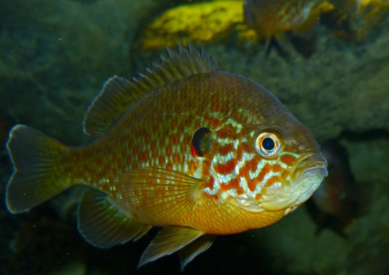Lepomis megalotis