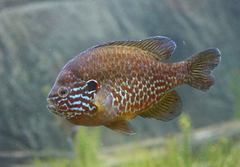 Lepomis macrochirus