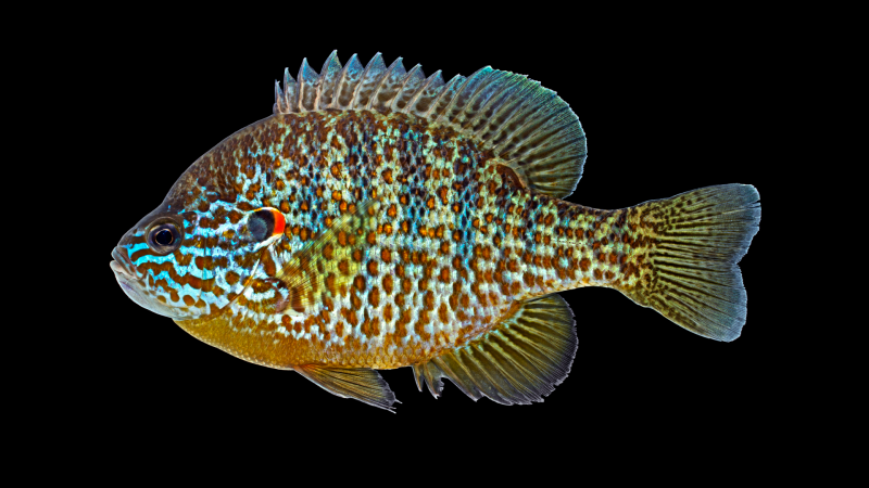 Lepomis gibbosus