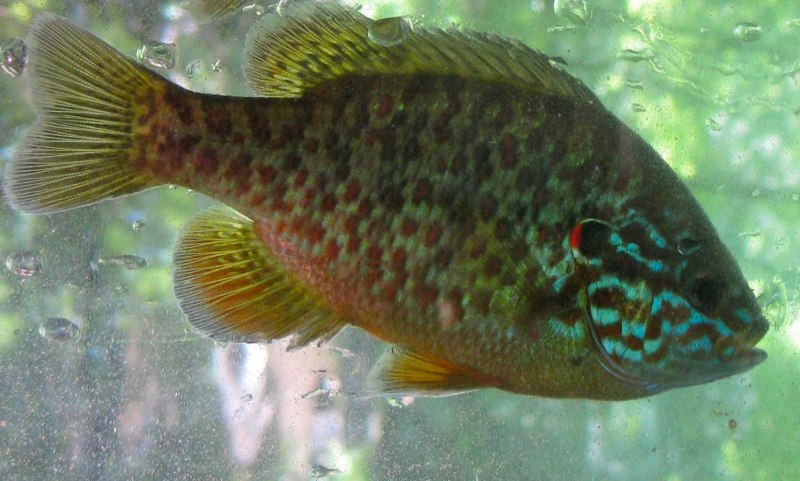 Lepomis gibbosus
