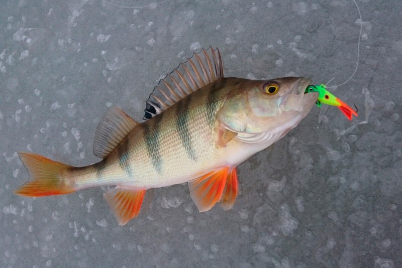 "Tailspot Wrasse Tailspot Wrasse"