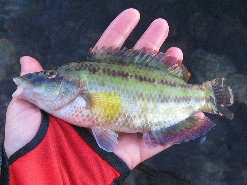Lepomis gibbosus