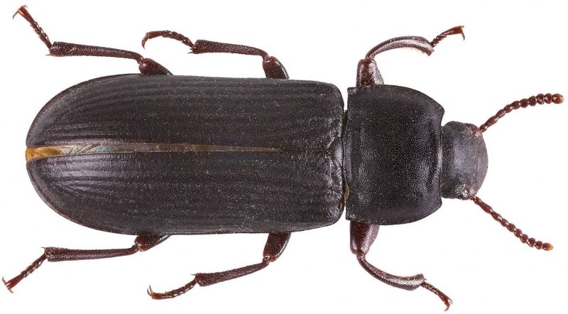 Tenebrio Molitor мучной хрущак