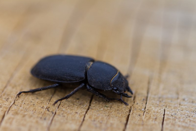 Ablattaria laevigata