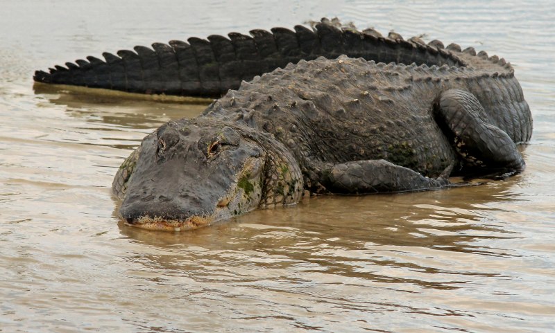 Gator крокодил