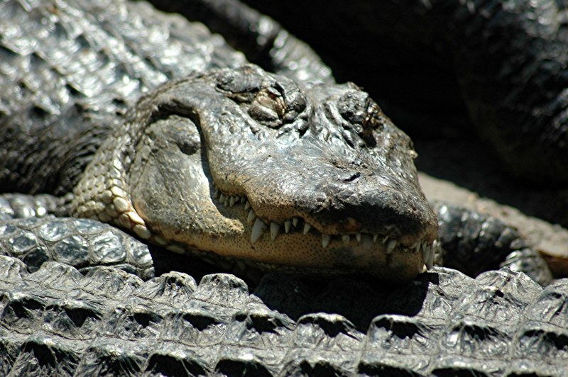 Gator крокодил