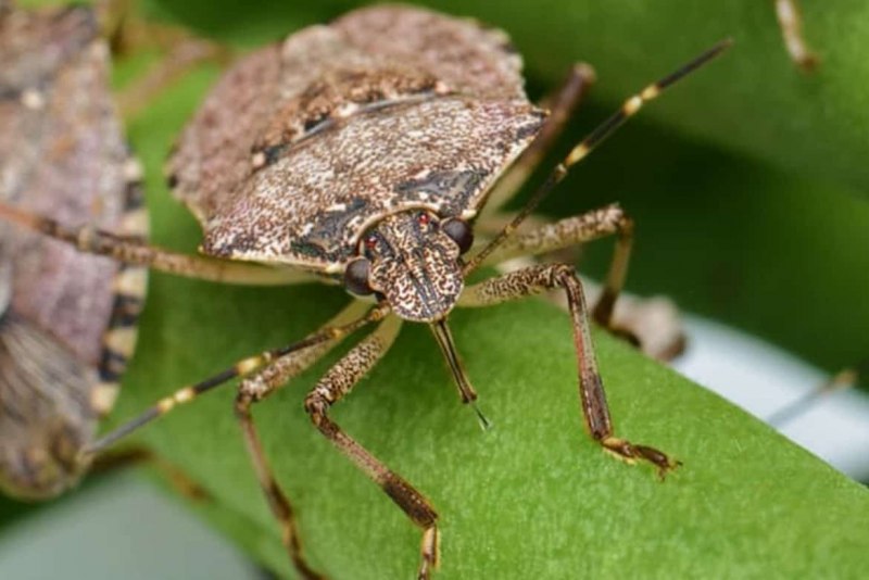 Halyomorpha halys