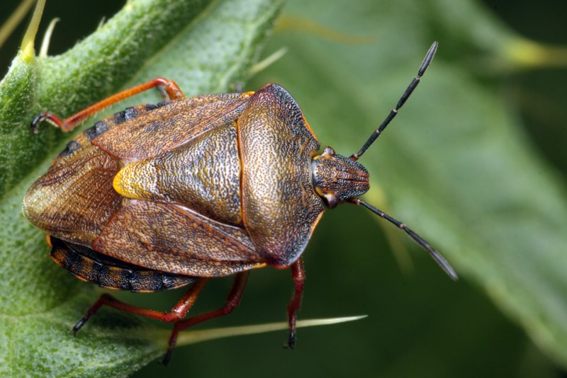 Коричнево-мраморный клоп (Halyomorpha halys)
