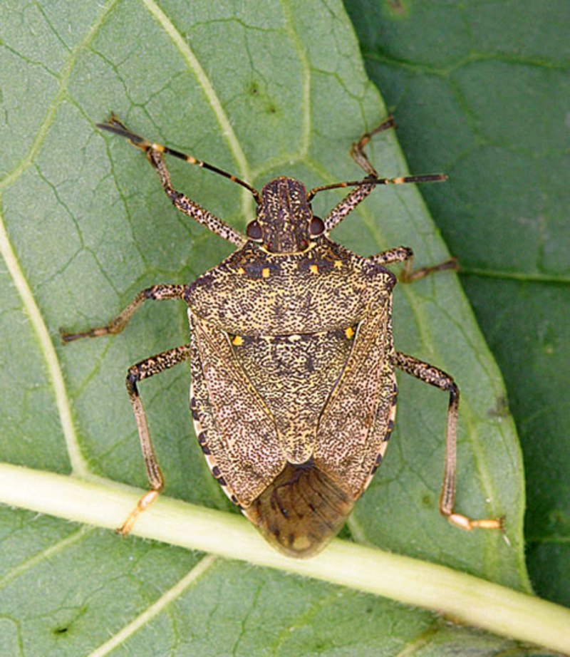 Stink Bug Жук