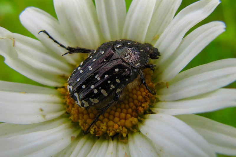 Stink Bug Жук