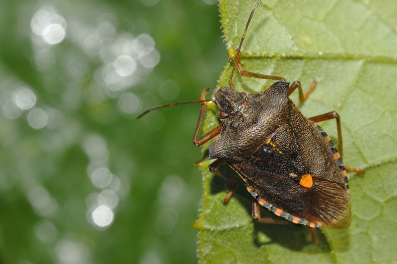 Коричнево-мраморный клоп (Halyomorpha halys)