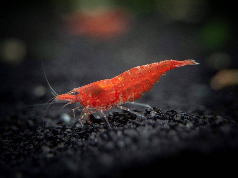 Креветки super Red