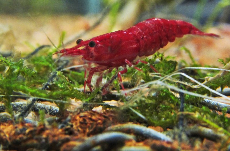 Neocaridina heteropoda