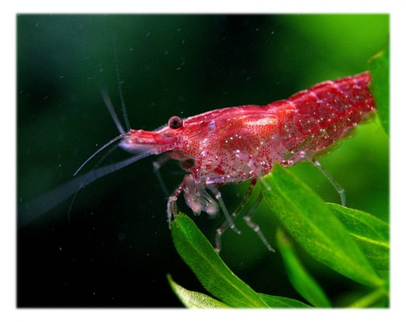 Креветка вишня Red Cherry Shrimp