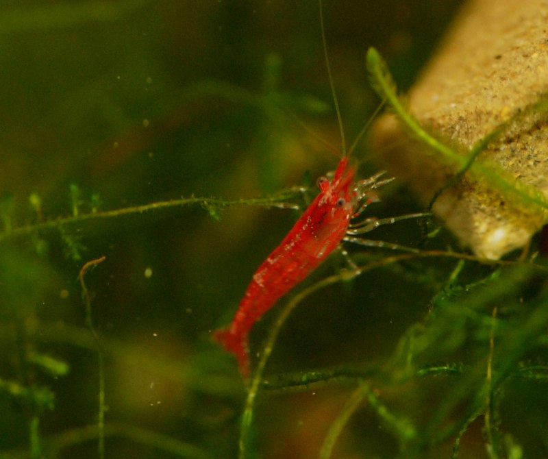 Dwarf Brown Shrimps
