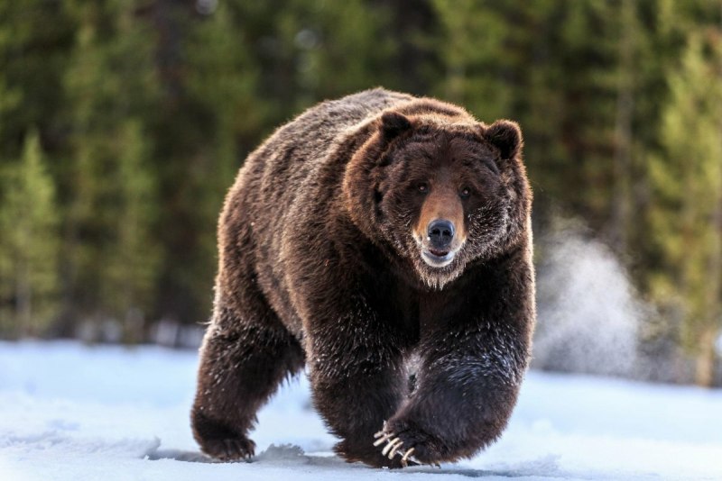 Гризли Grizzly, Гризли, медведь.