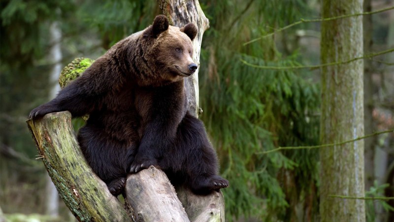 Бурый медведь (лат. Ursus arctos)