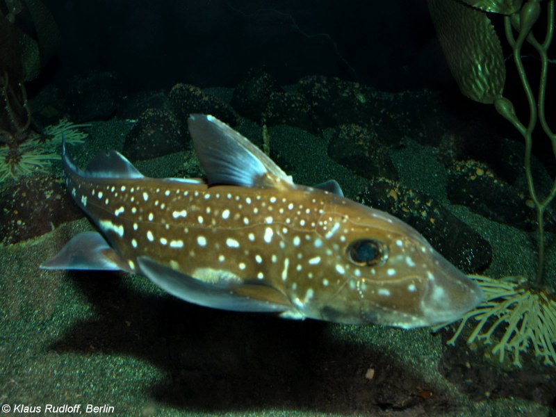 Hydrolagus barbouri