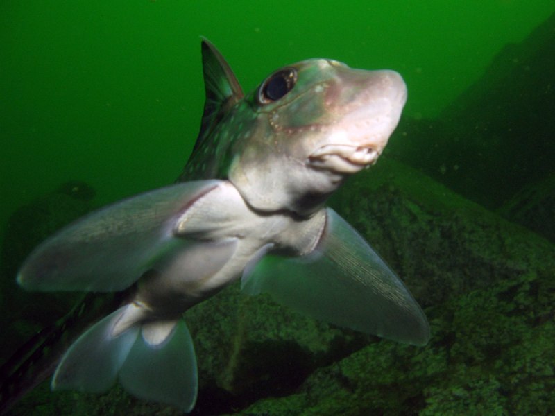 Европейская Химера (Chimaera monstrosa)
