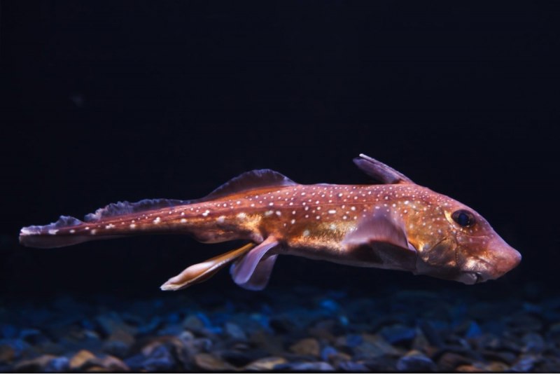 Рыба кролик (Siganus corallinus)