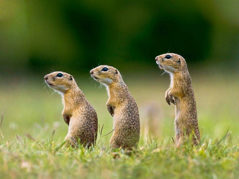 Длиннохвостый суслик Spermophilus undulatus