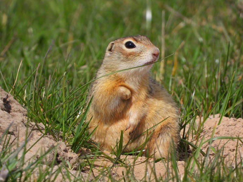 Суслик Краснощекий – Spermophilus erythrogenys