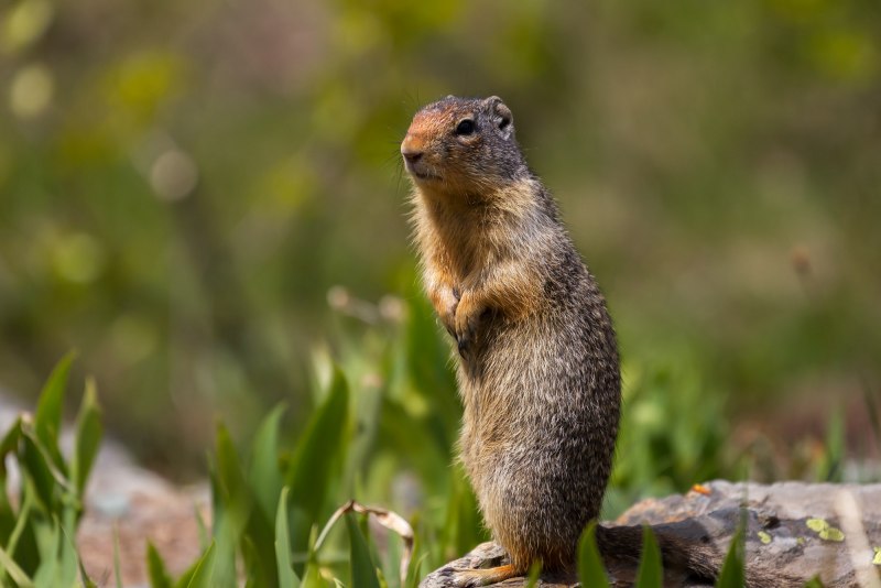 Большой суслик (Spermophilus Major)