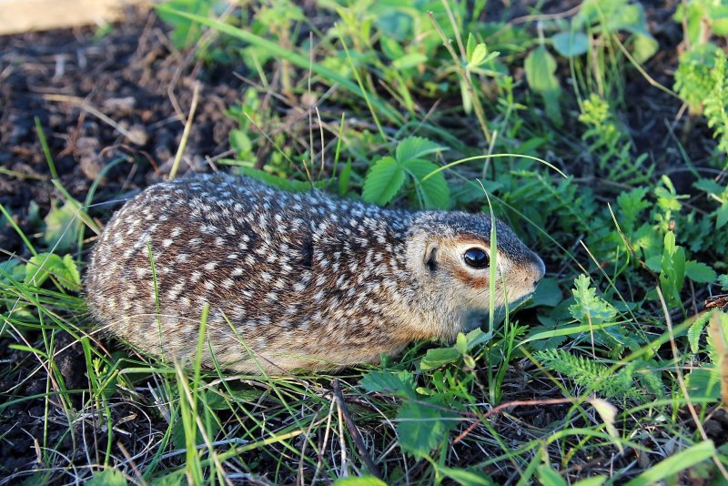 Желтый суслик Spermophilus fulvus