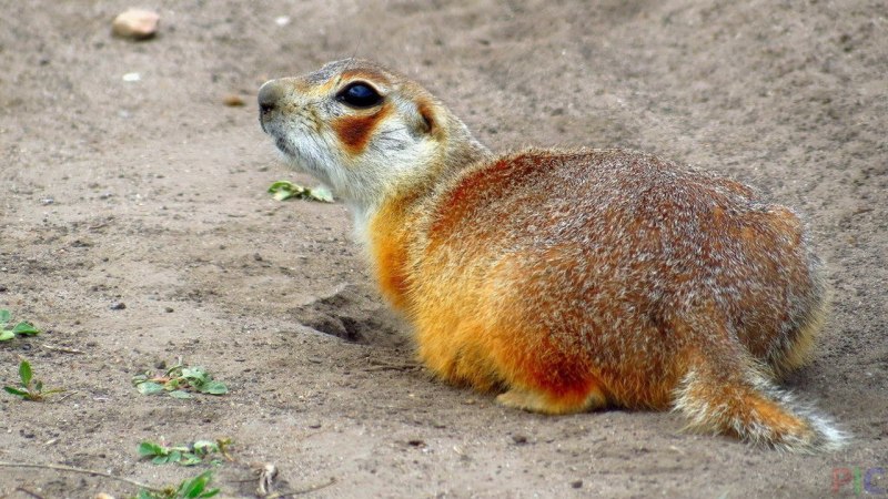 Европейский суслик (Spermophilus citellus)